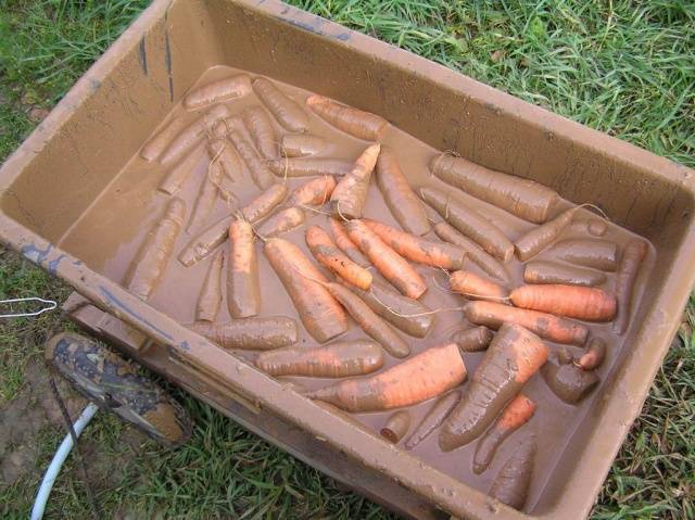 Як зберігати моркву і буряк у погребі